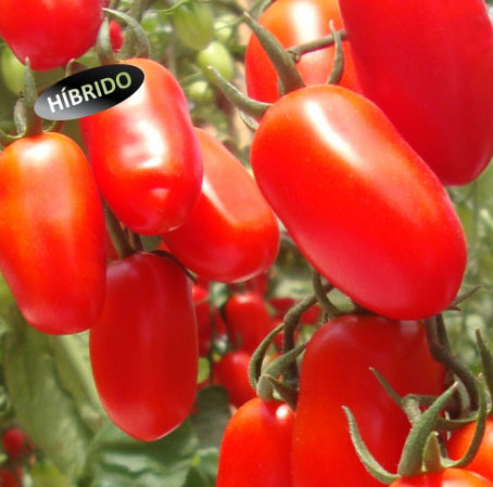 TOMATE - ROSSO